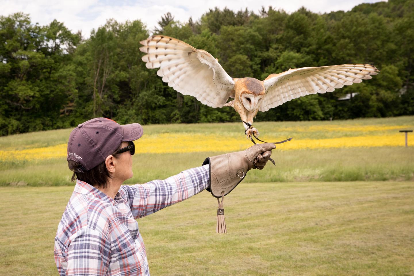 owl falconry