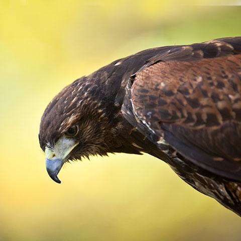 Falconry | The Woodstock Inn and Resort